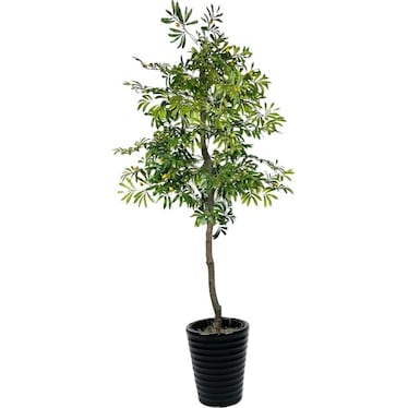 Olive Tree In Black Ceramic Pot 6.5'H