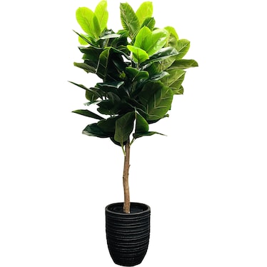 Rubber Tree In Black Textured Pot 7'H