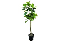 lcgs green trees   