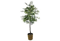 lcgs green trees   