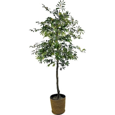 Olive Tree In Basket 6'H