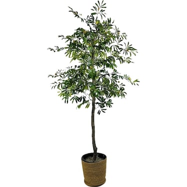 Olive Tree In Basket 6'H