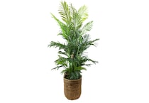 lcgs green trees   