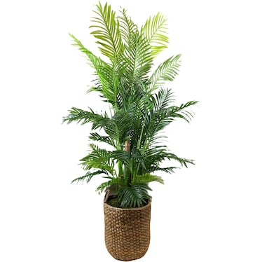 Palm Tree in Handled Basket 6.5'H
