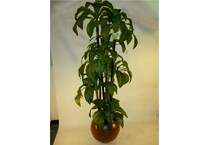 lcgs green trees   
