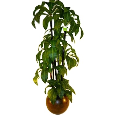 Birdsnest Tree in Pot 7'H