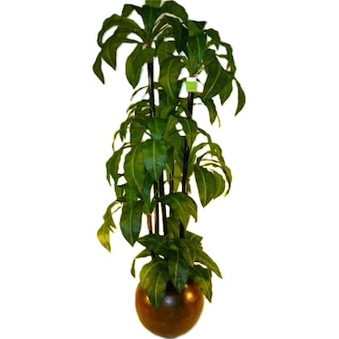 Birdsnest Tree in Pot 7'H