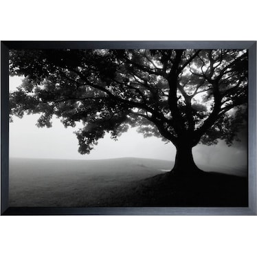 Black and White Tree Framed Print Under Glass 39"W x 27"H