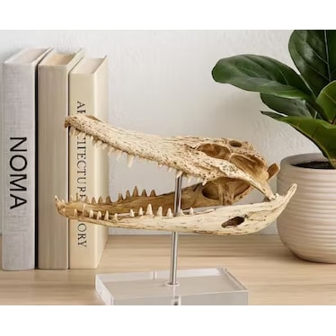 Crocodile Head On Base Sculpture 13"W x 11"H