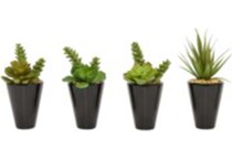 thnd green plants   