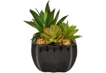 thnd green plants   
