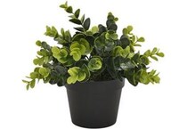 thnd green plants   