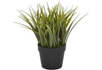 thnd green plants   