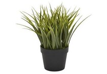 thnd green plants   