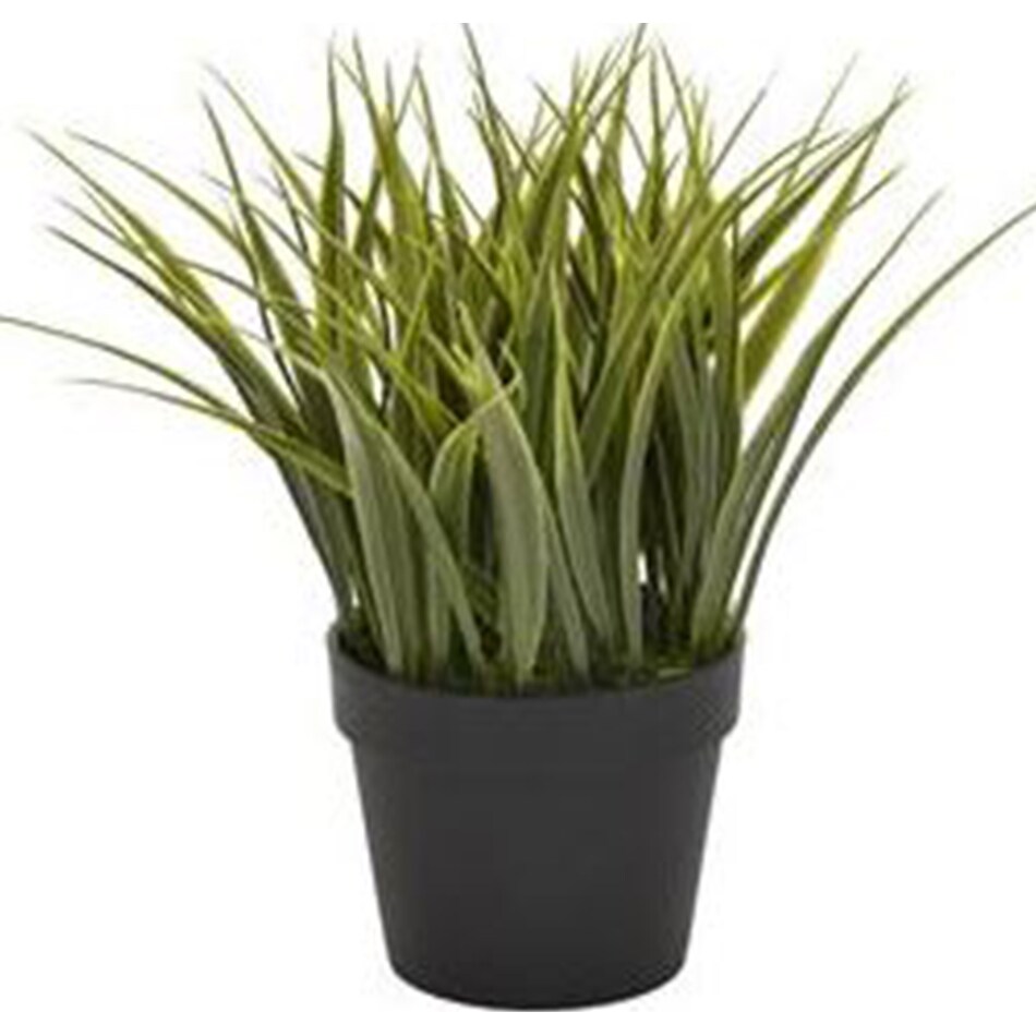 thnd green plants   