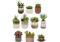 thnd green plants   