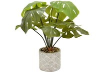 thnd plants   