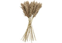 uma enterprises inc brown plants   