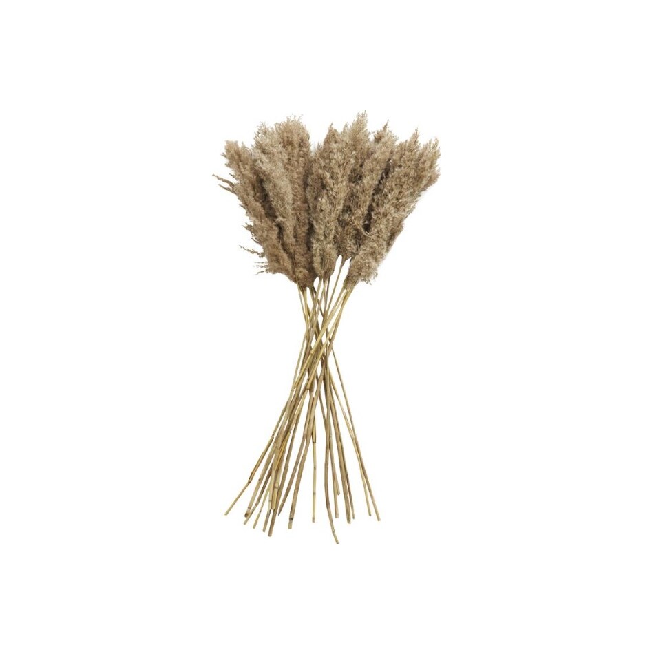 uma enterprises inc brown plants   