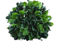 umai green grasses sticks greens   