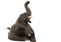 wild brown floor animals   